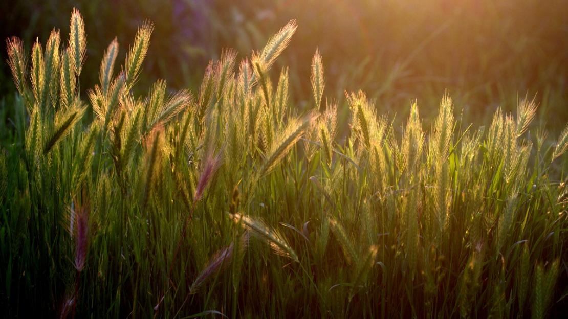 Ein Weizenfeld in aufgehender Sonne als Symbol für das Erntedankfest Vaisakhi (© Pexels)